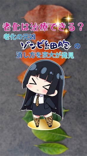 老化は治療できる？老化の元凶ゾンビ細胞の消し方を京大が発見