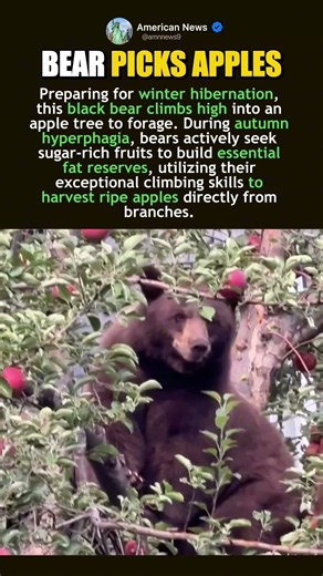 BEAR CLIMBS THE TREE FOR WINTER CALORIES