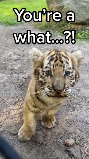 Wild Safari Adventure at Six Flags: You're a What…?!?