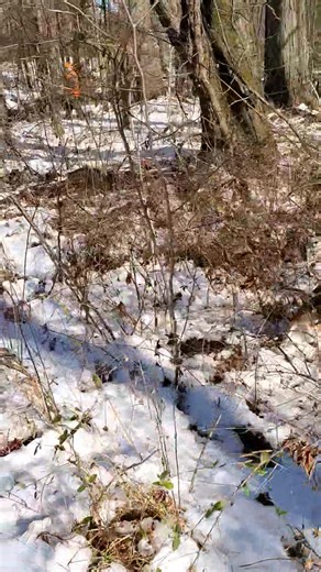 I'm delighted to observe little Joe Cartwright putting in effort. | Catron's Kennel
