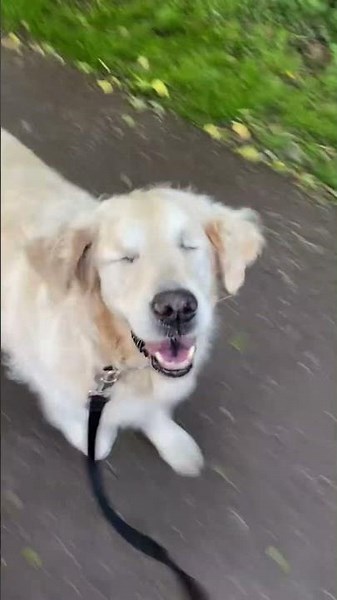 Levels of Cute Dog Cuteness Ranked 🥺 (Made My Day!) Part 5