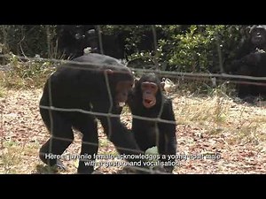 Development of communication in chimpanzees echoes that of human infants
