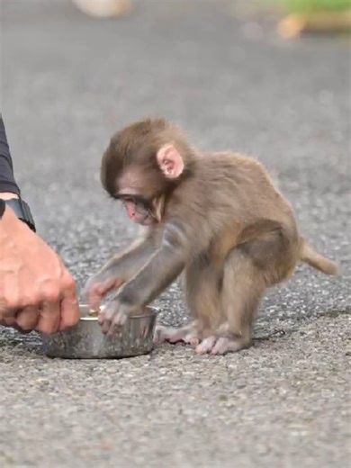 พั้นจิคุง: ลิงน้อยที่มีกระบวนการปรับตัวที่น่าจดจำ