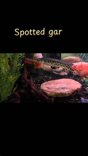 Spotted gar gifted to us from Joe LaTulipe Jr. Thanks Joe, what a beautiful fish 🙏🙏🐟🐟❤️❤️ #fishtok #aquariumhobbyist #fishtank #aquariumlife #aquarium #fish #fishtanklife #aquariumfish #spottedgar #garfish #bigfish | Trina Wawrzynowicz