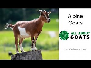 Alpine Goat