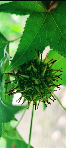 747K views · 18K reactions | Medicinal Trees 101: Sweet Gum | The Weeds and Seeds Guy | Facebook
