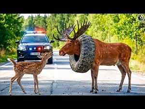 Baby Deer Asks People for Help & Kindness — Rescuing a Buck with Antlers Trapped in a Tire