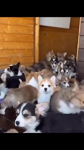 3.2K views · 26 reactions | Available for adoption | Corgi puppies for adoption | Facebook