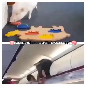 22 reactions · 3 comments |  Pigs vs. Humans: Who’s Smarter? 易 Did...