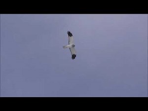 Mountain birds of Norway