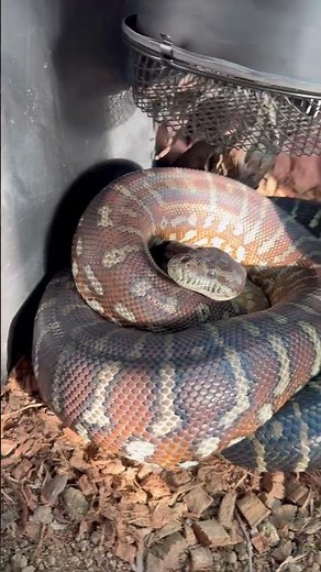 Magnifique Morelia bredli au soleil 🥰