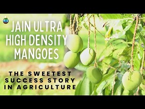 How JAIN Ultra High Density Mangoes are Changing the Game: A Success Story