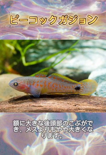 この熱帯魚を知っていますか？ #ピーコックガジョン #図鑑 #熱帯魚図鑑 #kamabokofish #熱帯魚図鑑 #みんなの知りたい熱帯魚はコメント欄へ #熱帯魚