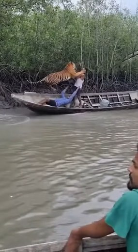 263K views · 1.3K reactions | A breathtaking scene captures a Bengal...