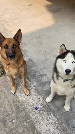 8K views · 71 reactions | There are 2 types of dogs. . . . . #dogs #germanshepherd #husky #petsofinstagram #pet #viralreels #funny #german #nazimemes | Aditya Sahu | Facebook