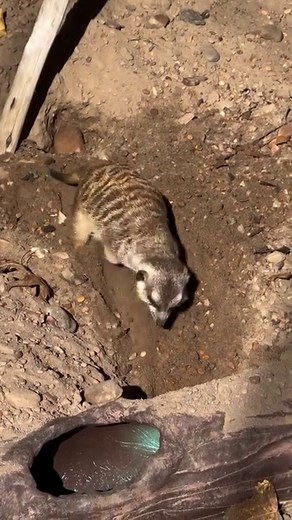 6.2K views · 349 reactions | While meerkats love to dig, they actually use burrows already dug out by other animals as their homes! And for anyone wondering, no they’re not digging for a way to escape  #memphiszoo #zoo #meerkats #cute #funny #digging #burrows #funfacts | Memphis Zoo | Facebook