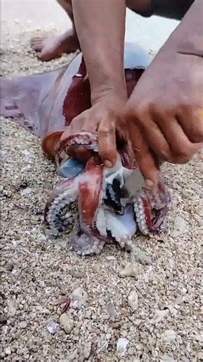 Giant Squid vs Mysterious Eel 😱 What Was Found Inside?