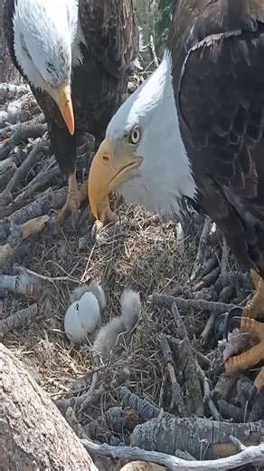 Mother's eagle feeding chicks | Million Viewer