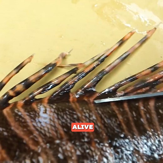 Cooking VENOMOUS Lionfish Sashimi 😱 | Hiroyuki Terada - Sushi Master