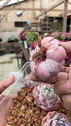 [Succulents] You can plant them after checking for root growth! There are various methods!