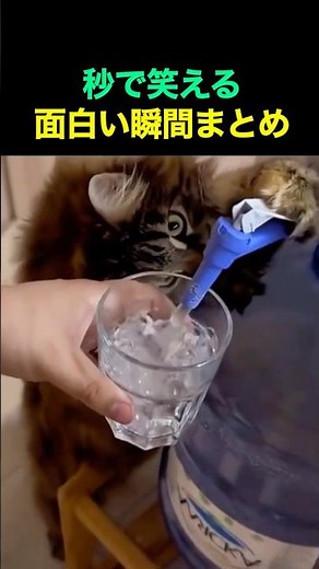 秒で笑える面白い瞬間まとめ😂🤣