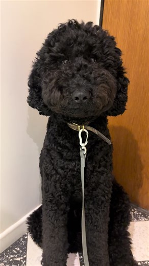 #blackpoodlelover #blackpoodle #чорнийпудель #standartpoodle #пудель | poodles