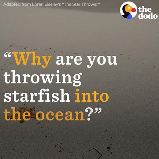 Girl Throws Starfish Back Into Ocean To Save Their Lives