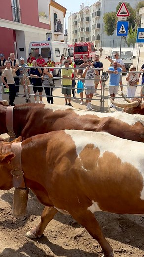 106K views · 548 reactions | Mais um péssima entrada de Touros em alcochete, depois de 1:30h de atraso na entrada que estava marcada para as 10:30, mais uma vez ficou um touro para traz, o conjunto dos cabrestos ficou partido, algo está mal este ano.. #alcochete #touros #bravo #largada #bois #Campino #toureiro #festa #2025reels | Flávio Santos | Facebook