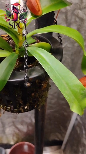 Clone corner...  Nepenthes Bill Bailey clones The savage plant chronicles  | The savage plant chronicles | Facebook
