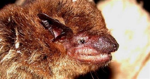 Cuban caught extracting bat guano in a cave in Camagüey: What is it used for?