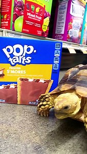 I blame my hooman.... Adventure Backpack by Katziela #tortoise #turtle #reptile #reptiles #sulcata #sulcatatortoise #tortoises #turtles #pet #tortoiselove #tortoiselife #pets #animals #nature #tortoiselover #animal #whereami #Walmart #shopping #tortuga #babytortoise | Tucker The Tiny Tortoise