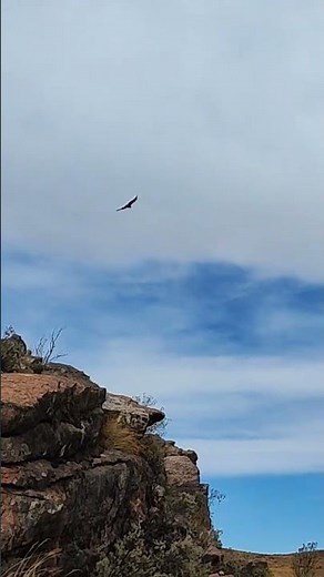 コンドルは飛んでいく(南米アンデス山脈上空を飛ぶ本物のコンドルです！) #nature #コンドル #andes #condorpasa