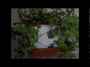 Lineolated parakeet: Perfect camouflage