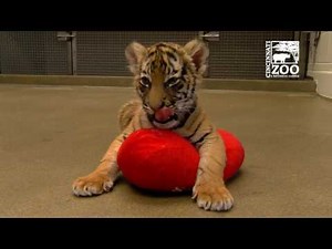 Tiger Cubs Playing with Dog Blakely - Cincinnati Zoo