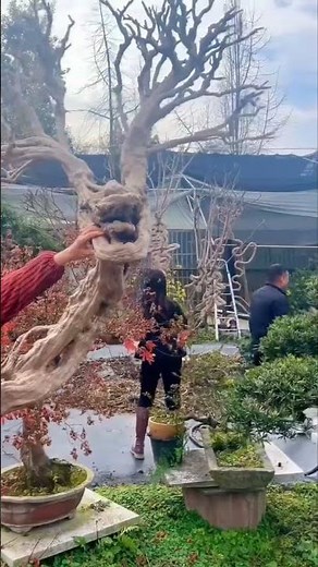 Creative Shaped Tree Planting Techniques #treeart #gardenstyling #bonsaitutorial