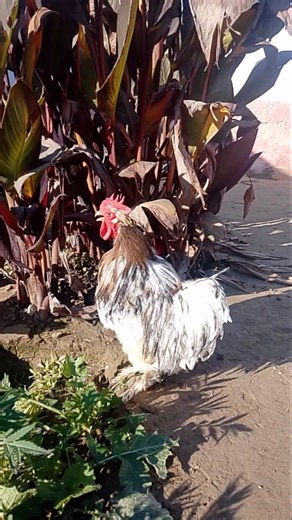 Cute Pekin Bantam Rooster Morning Crow | Backyard Poultry #youtubeshorts