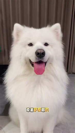 Personality vs. Pet Preferences: Discover the Perfect Match