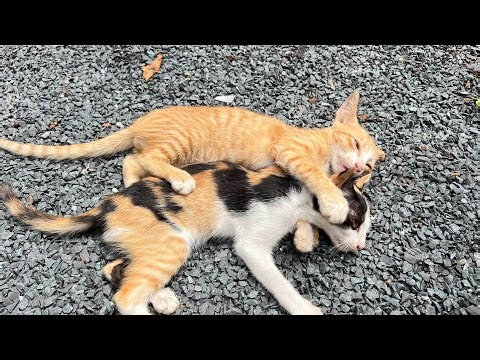 Lovely baby kitten moment video very cute cute kitty