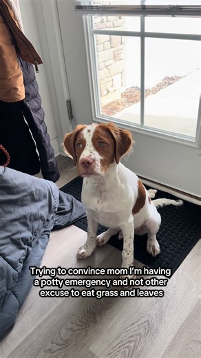 Brittany Spaniel's Potty Emergency Dilemma