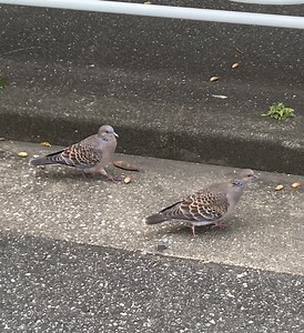 なぜ鳩が集まるのかアナタは知っていますか？解:そこにエサがあるから【PR】