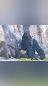 1.7M views · 42K reactions | Double Trouble: Two Gorilla Babies Testing Their Parents' Patience殺轢殺 #gorilla #babygorilla #familytime #playtime | Gorilla Channel | Facebook