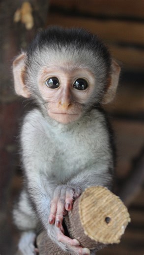 The Vervet Forest - Monkey's on Instagram: "🎄 Support the VMF this Christmas 🎄 December is one of our busiest months, with orphan arrivals, foster mum integrations, and the daily care of our sanctuary residents all continuing through the festive season. ✨ Here’s how you can help this Christmas: 🐒 Virtually adopt Georgie & Calypso’s Corner and receive updates on their lives – a perfect last-minute Christmas gift 🎁 Shop VMF merch to support the sanctuary 👉 https://vmf-shop.fourthwall.com 🌿 B