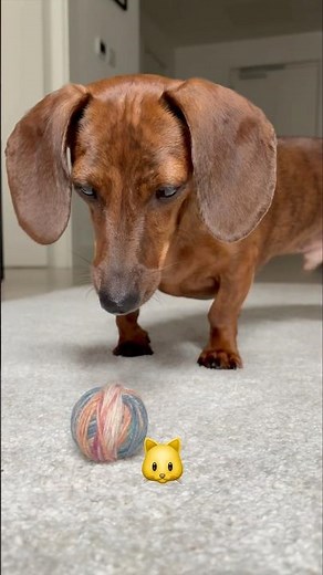 Mini dachshund looks and acts like other animals🥸