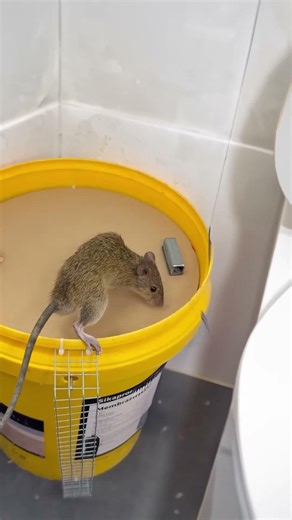 A minimal trap that manages to catch every mouse in the colony