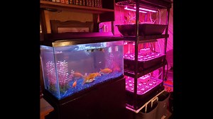 Growing A Lot Of Food With An Indoor Fish Tank Aquaponics System - How It Works