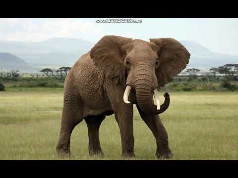 Elephant Sounds