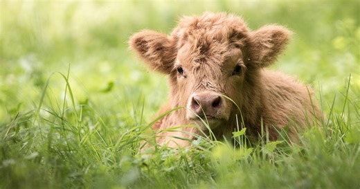 Mini Fluffy Highland Cows Who Look Like Chocolate Chip Ice Cream Are Melting Hearts Everywhere