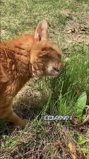 よぼよぼトラちゃん、元気の素「自然の草」をパクパク(Short) #猫 #茶トラ #CAT