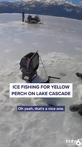 🎣 Lake Cascade is a one-of-a-kind yellow perch fishery, and it's especially productive during the winter months. Full story in the comments 👇 #Fishing #Idaho #LakeCascade | Idaho News 6