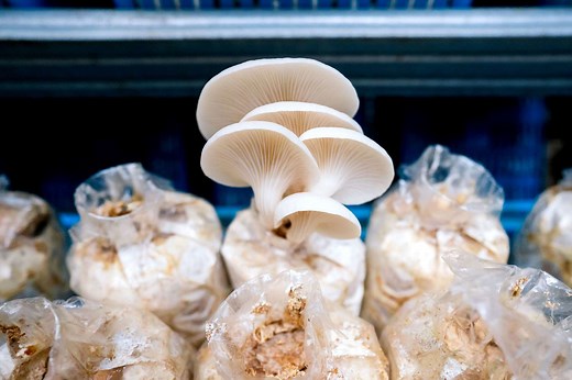 Can Mushrooms Grow in Space? Scientists Just Launched an Experiment to Find Out